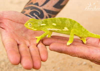 Wir tragen den Kleinen mal über die Straße :)