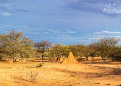 Gegenüber des Waterberg liegen die Ausläufer der Kalahari Wüste