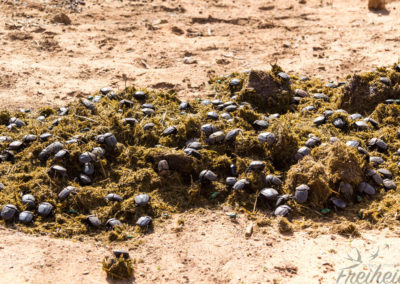 Ein Festfressen für die Mistkäfer