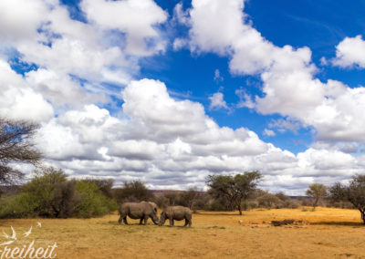 Gefunden! Da sind die ersten drei Nashörner :)