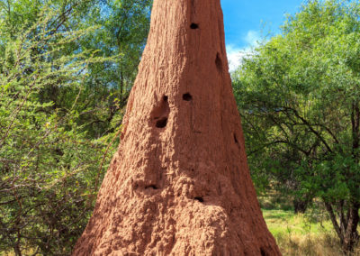 Doppelmannsgroße Termitenhügel