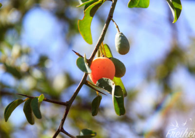 Essbar, aber sehr sauer und bitter ;-)