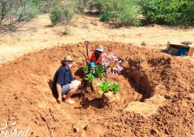 So groß, dass es vor den Straßenbauarbeiten umgepflanzt und gerettet wird