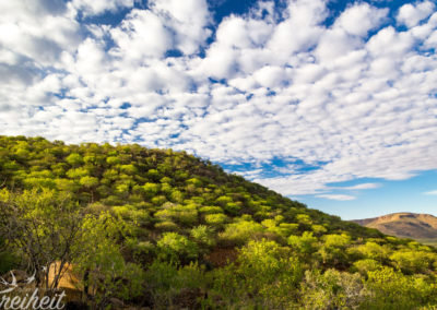 Viele kleine grüne Bäume wachsen hier