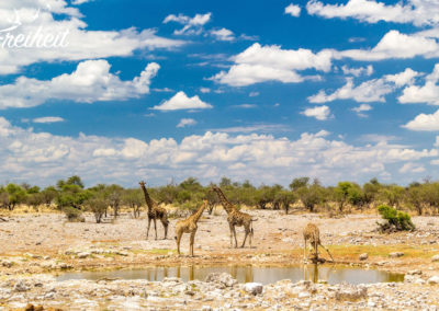 Giraffen am Wasserloch