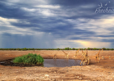 Tolle Wolkenstimmung am Wasserloch