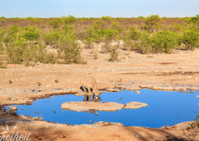 Nashorn am Wasserloch