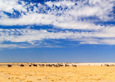 Zebras und Gnus