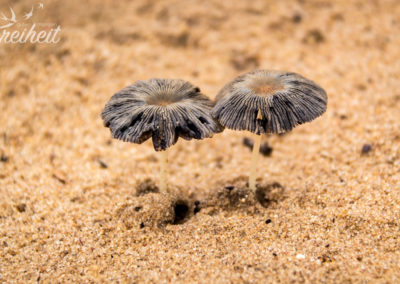 Nach dem Regen wachsen kleine Pilze aus dem sandigen Boden