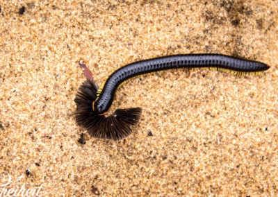 Und schon ist der erste Tausendfüßler da, der die Pilze verspeist :)