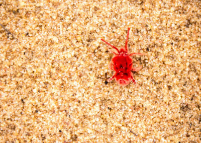 Sieht aus als würde man unter einem Mikroskop einer Mikrobe zuschauen