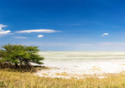 Die riesige Salzpfanne von Etosha