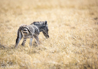 Zebrababy