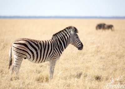 Zebra