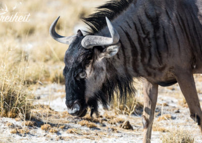 Gnu - was für große Augen