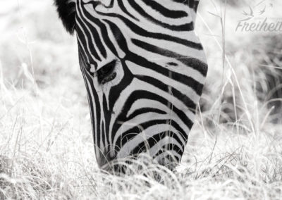 Zebra und schwarzweiß passt einfach