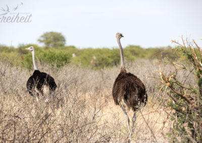Strauße