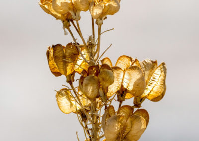 Zur Abwechslung mal ein paar Fotos ohne Tiere ;-)