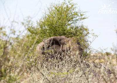 Elefanten können trotz ihrer Größe hinter Bäumen und Gebüsch ganz schön untergehen...
