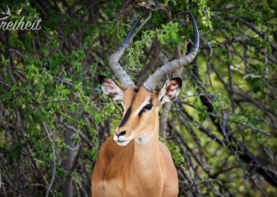 Impalas haben wirklich hübsche Gesichter