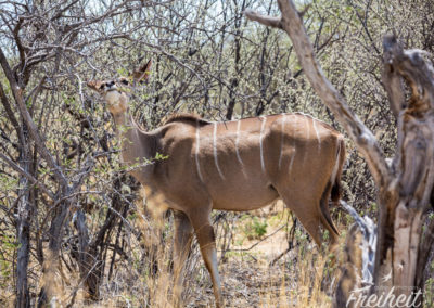 Kudu