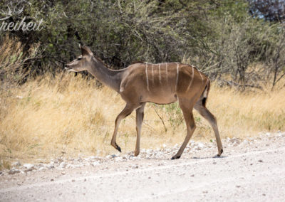 Kudu