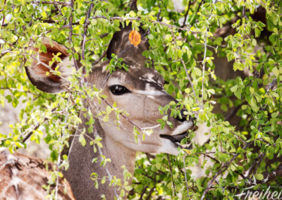 Kudus lieben Laub und frische Zweige