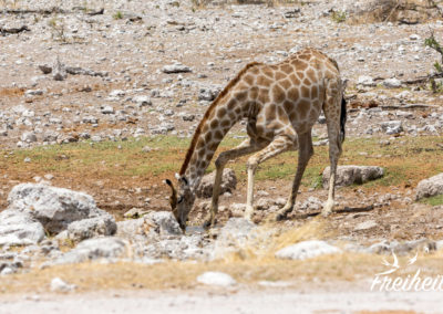 Giraffenverrenkung beim Trinken