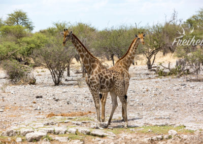 Verschmelzende Giraffen :)