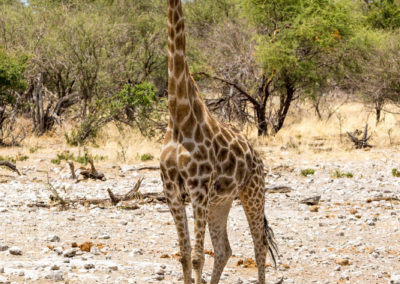 Giraffe