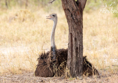 Strauß - Weibchen