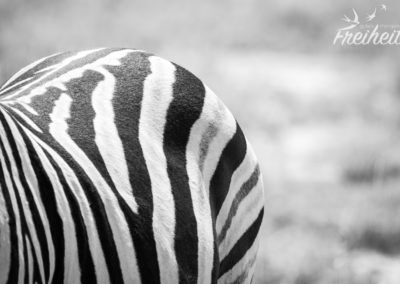 Auch ein schöner Rücken kann entzücken :)