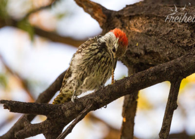 Dieser Vogel hat mit dem Schnabel die Baumrinde abgeklopft und wusste dann genau wo sich die Made versteckt hielt!