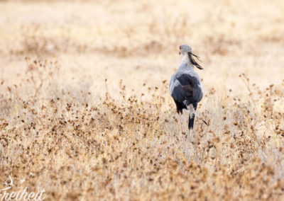 Sekretär Vogel