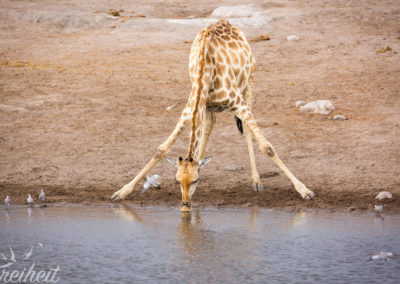 Giraffe am Wasserloch