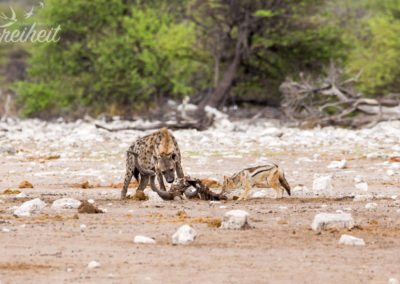 Hyäne und Schakal