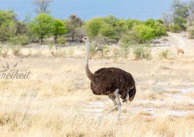 Strauß - Weibchen