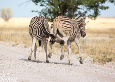 Zebras beim Kämpfen