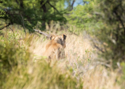Löwin - erste Sichtung der Großkatze