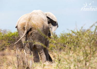 Sieht aus als würde er umfallen :-)