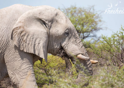 Samt Dornen! Er frisst alles mit! Und die Dornen sind fingerlang!