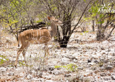 Kudu