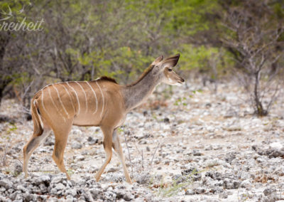 Kudu