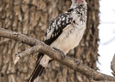 Südlicher Gelbschnabeltoko