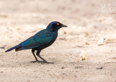Rotschulter-Glanzstar