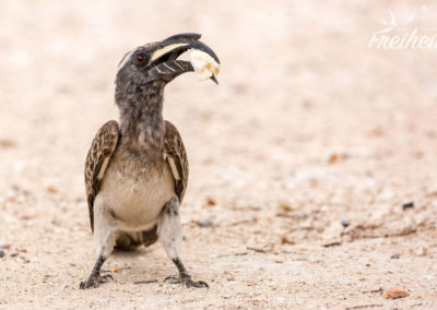 Dieser Toko hat ein besonders großes Stückchen Brot gefunden