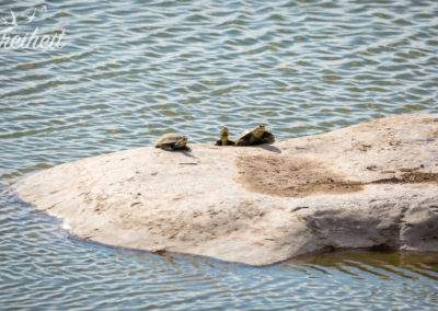 Schildkröten an einem Wasserloch