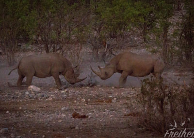 Kämpfende Nashörner im Dämmerlicht