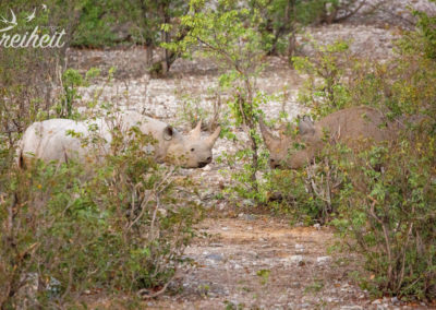 Nashorn Pärchen