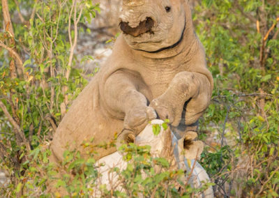 Paarung zweier Nashörner